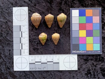 24x16.5x17.5 dorsal photo thumbnail