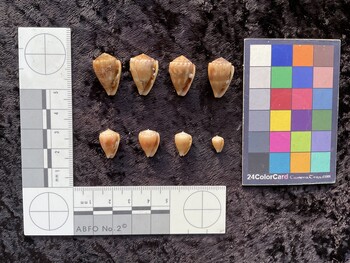 20.5x13.5x16.5 ventral photo thumbnail
