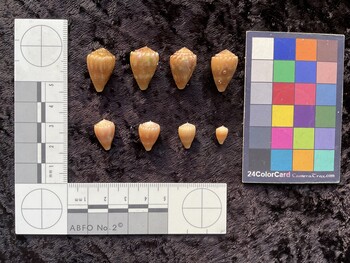 20.5x13.5x16.5 dorsal photo thumbnail