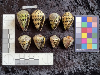ventral possible photo thumbnail