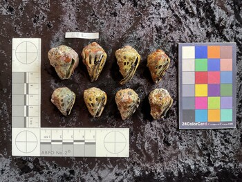 ventral possible photo thumbnail