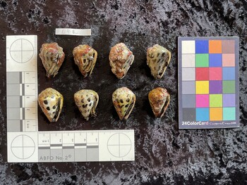ventral possible photo thumbnail