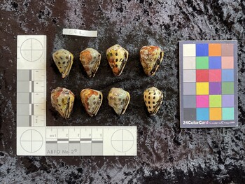ventral possible photo thumbnail