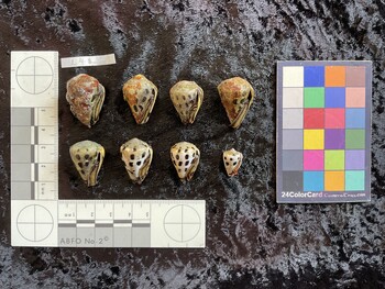 ventral possible photo thumbnail