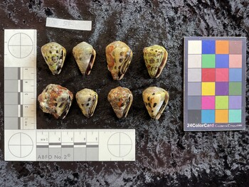 ventral possible photo thumbnail