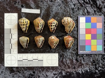 ventral possible photo thumbnail