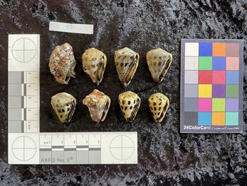 ventral possible photo thumbnail