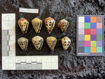 ventral possible photo thumbnail