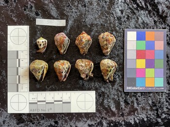 ventral possible photo thumbnail