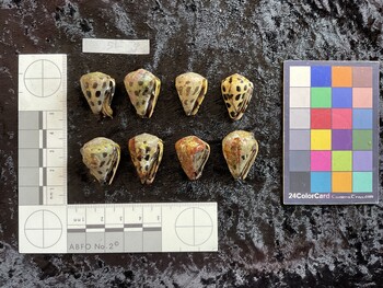 ventral possible photo thumbnail