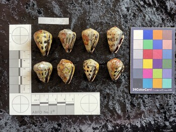 ventral possible photo thumbnail