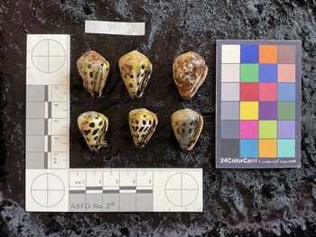 ventral possible photo thumbnail