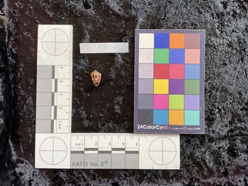 12x7.5x9 ventral photo thumbnail