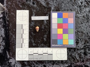 12x7.5x9 dorsal photo thumbnail