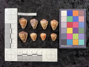 ventral possible photo thumbnail