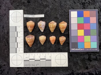 dorsal possible photo thumbnail
