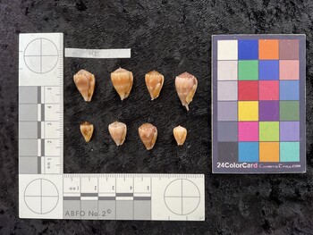 ventral possible photo thumbnail