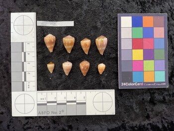 dorsal possible photo thumbnail