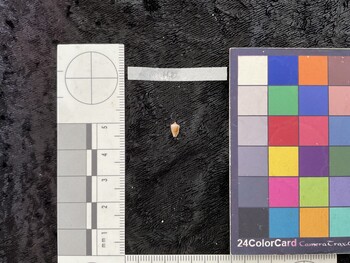 ventral possible photo thumbnail