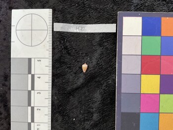 dorsal possible photo thumbnail