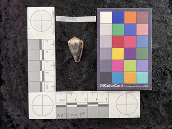 23.5x14x19.5 ventral photo thumbnail
