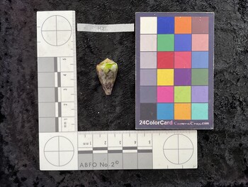 23.5x14x19.5 dorsal photo thumbnail