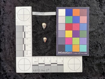 10.5x6.5x9 ventral photo thumbnail