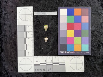 10.5x6.5x9 dorsal photo thumbnail