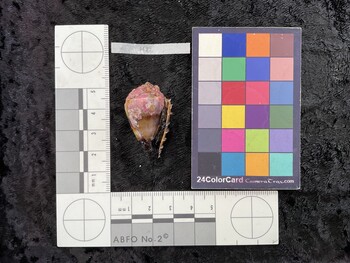 34.5x20.5x27.5 ventral photo thumbnail