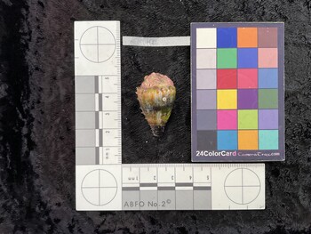 34.5x20.5x27.5 dorsal photo thumbnail
