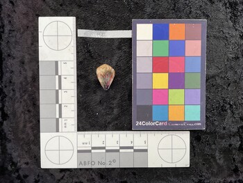 17.5x12.5x14.5 ventral photo thumbnail