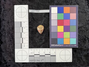 17.5x12.5x14.5 dorsal photo thumbnail