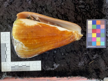 ventral possible photo thumbnail