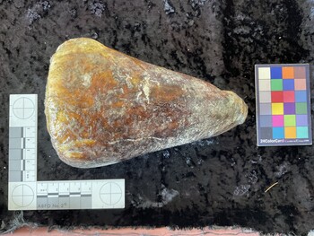 dorsal possible photo thumbnail