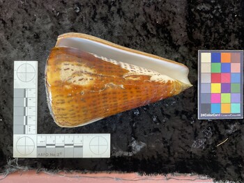 ventral possible photo thumbnail