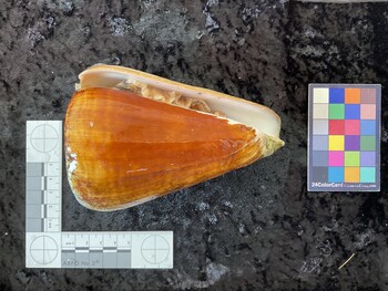 ventral possible photo thumbnail