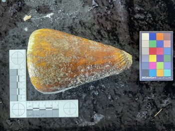 dorsal possible photo thumbnail