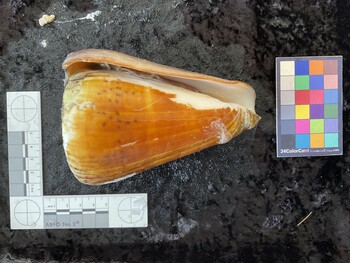 ventral possible photo thumbnail
