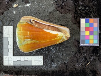 ventral possible photo thumbnail