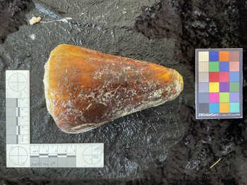 dorsal possible photo thumbnail