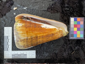 ventral possible photo thumbnail