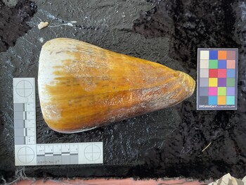 dorsal possible photo thumbnail