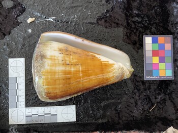 ventral possible photo thumbnail