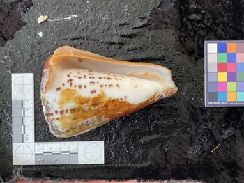 ventral possible photo thumbnail