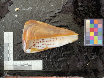 dorsal possible photo thumbnail