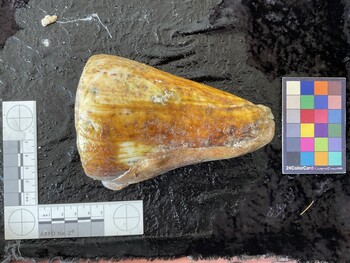 dorsal possible photo thumbnail