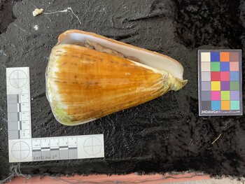 ventral possible photo thumbnail