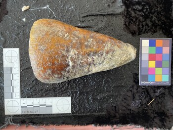 dorsal possible photo thumbnail