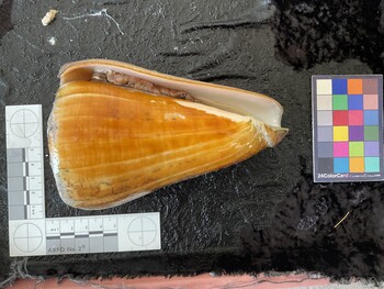 ventral possible photo thumbnail