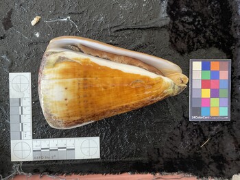 ventral possible photo thumbnail